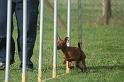 RoryAgility (5)